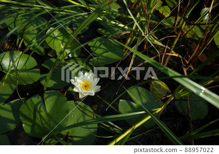 Water lily flowers Water lily flowers 88957022