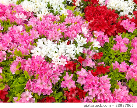 Azaleas blooming at the site of the former Edo Castle Honmaru, Chiyoda-ku, Tokyo 88957065
