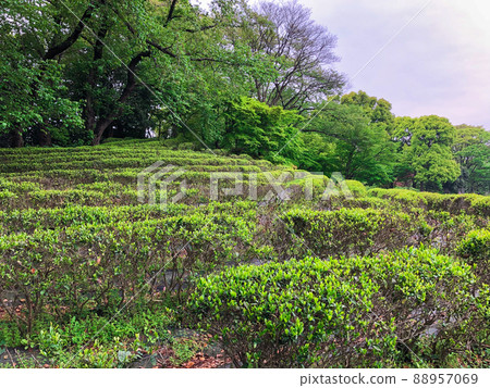 東京都千代田區舊江戶城本丸遺址 東京都千代田區舊江戶城本丸遺址 88957069