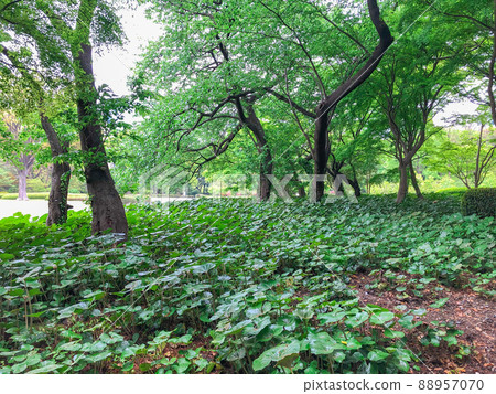 東京都千代田區舊江戶城本丸遺址 東京都千代田區舊江戶城本丸遺址 88957070