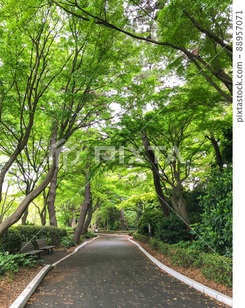 東京都千代田區舊江戶城本丸遺址 88957071