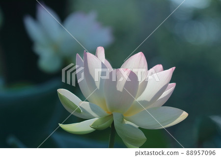 聖花 聖花 88957096