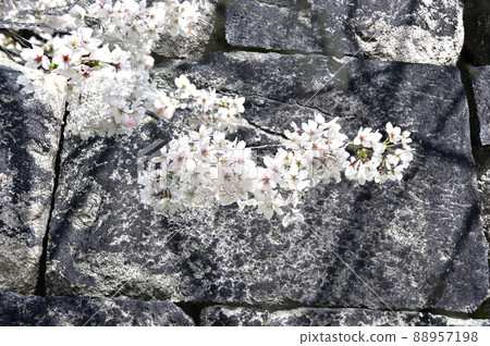 Osaka Castle Ishigaki and Sakura Osaka Castle Ishigaki and Sakura 88957198