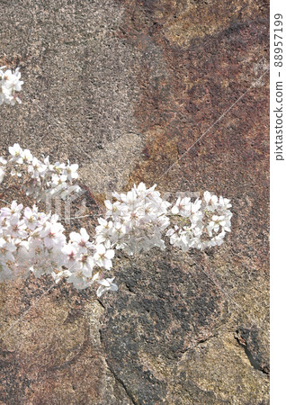 Osaka Castle Ishigaki and Sakura Osaka Castle Ishigaki and Sakura 88957199