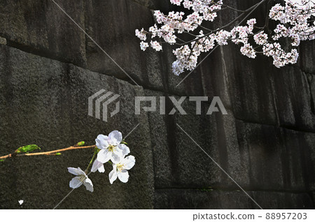 大阪城石垣和櫻花 大阪城石垣和櫻花 88957203