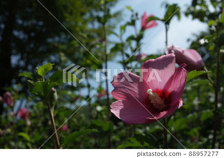 Mukugawa no Hana Mukugawa no Hana 88957277