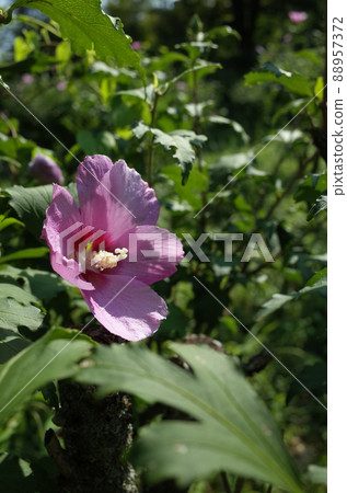 Mukugawa no Hana Mukugawa no Hana 88957372