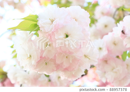 盛開的櫻花 重瓣櫻花盛開 春天的形象 88957378