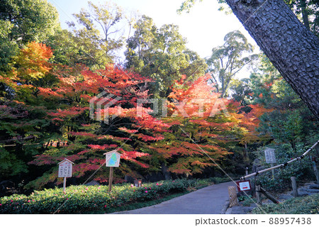 Tokugawaen with beautiful autumn leaves Tokugawaen with beautiful autumn leaves 88957438