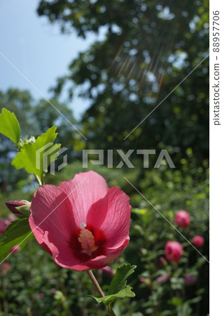 Mukuge flower (single bloom, light pink) 88957706