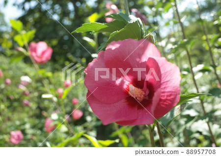 Mukuge flower (single bloom, light pink) 88957708