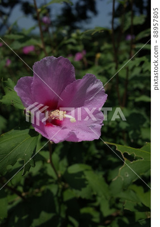 Mukuge flower (single bloom, light pink) Mukuge flower (single bloom, light pink) 88957805