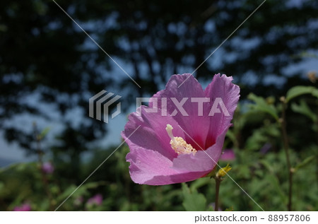 Mukuge flower (single bloom, light pink) 88957806