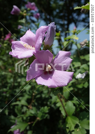 Mukuge flower (single bloom, light pink) Mukuge flower (single bloom, light pink) 88957807