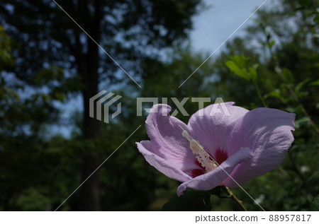 Mukuge花(單花,淺粉色) Mukuge花(單花,淺粉色) 88957817