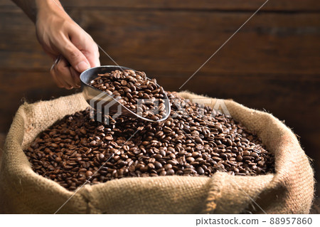 Hand holding a ladle scooping up roasted coffee beans from a pile of beans in burlap sack 88957860
