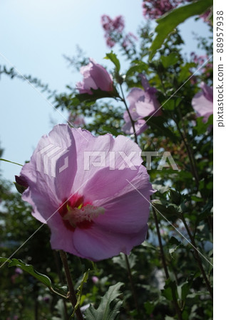Mukuge flower (single bloom, light pink) Mukuge flower (single bloom, light pink) 88957938