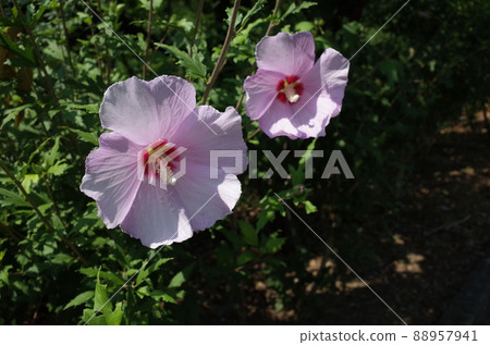 Mukuge flower (single bloom, light pink) Mukuge flower (single bloom, light pink) 88957941