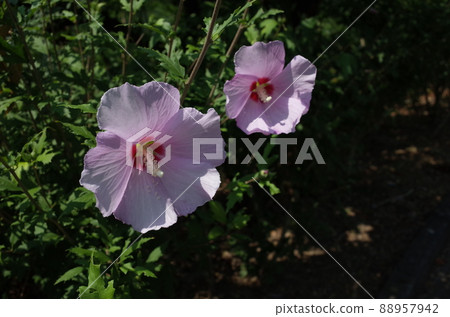 Mukuge花(單花,淺粉色) Mukuge花(單花,淺粉色) 88957942