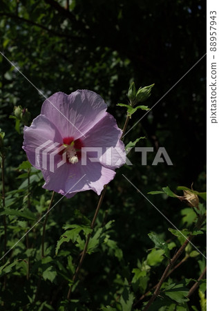 Mukuge flower (single bloom, light pink) Mukuge flower (single bloom, light pink) 88957943