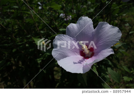 Mukuge flower (single bloom, light pink) Mukuge flower (single bloom, light pink) 88957944