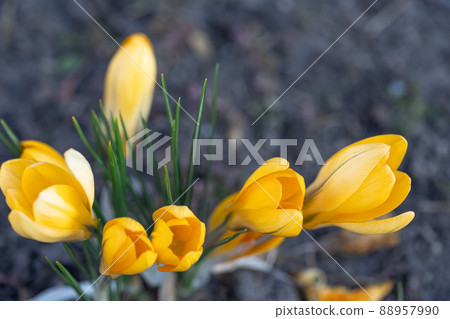 Orange crocuses grow in the ground, natural background, closeup. 88957990