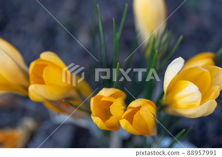 Orange crocuses grow in the ground, natural background, closeup. 88957991