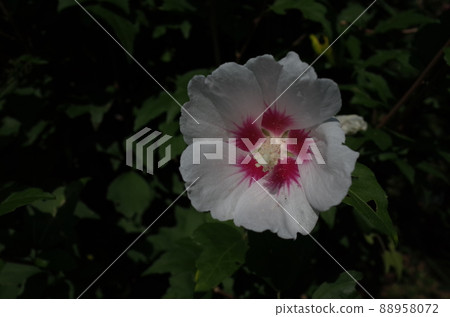 Mukuge flower (single bloom, white bottom red) 88958072