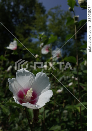 Mukuge花（單花，白底紅） 88958074