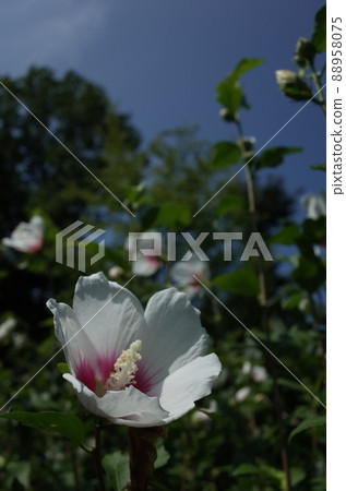 Mukuge花(單花,白底紅) Mukuge花(單花,白底紅) 88958075