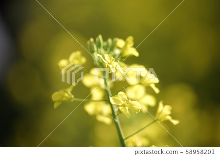 強姦開花 88958201