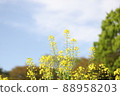 Rape blossoms 88958203