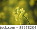 Rape blossoms 88958204