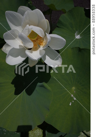Lotus flower (white) Lotus flower (white) 88958338