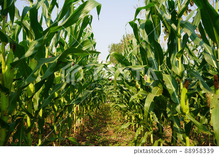 Corn field close up. Selective focus. Green Maize Corn Field Plantation in Summer Agricultural Season. Close up of corn on the cob in a field. Corn field close up. Selective focus. Green Maize Corn Field Plantation in Summer Agricultural Season. Close up of corn on the cob in a field. 88958339