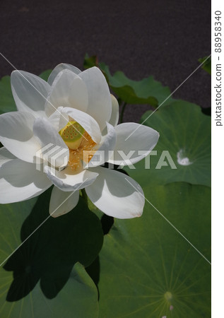 蓮花(白色) 蓮花(白色) 88958340