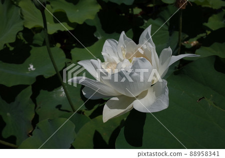 Lotus flower (white) Lotus flower (white) 88958341