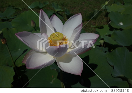 Lotus flower (white) Lotus flower (white) 88958348