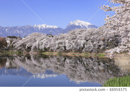 北斗市長坂牛池的櫻花 88958375