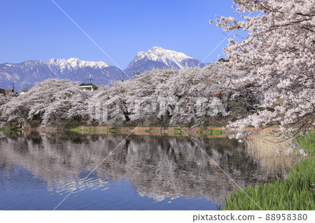 北斗市長坂牛池的櫻花 88958380