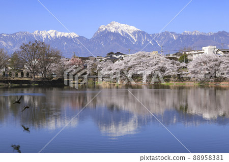 北斗市長坂牛池的櫻花 88958381