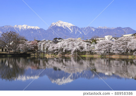 北斗市長坂牛池的櫻花 北斗市長坂牛池的櫻花 88958386