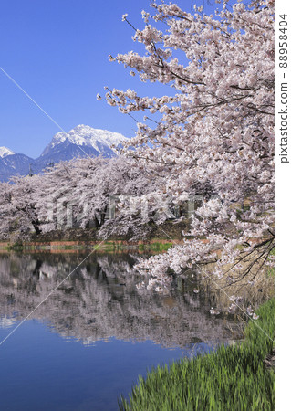 北斗市長坂牛池的櫻花 88958404