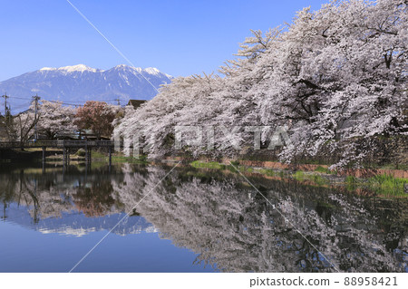 Sakura in Nagasaka Ushiike, Hokuto City Sakura in Nagasaka Ushiike, Hokuto City 88958421