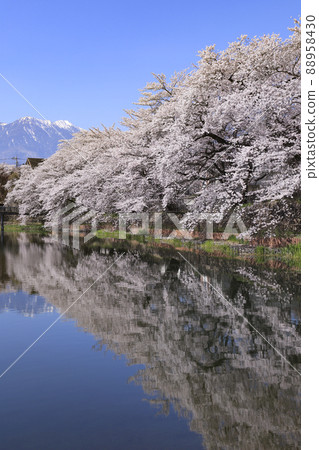 Sakura in Nagasaka Ushiike, Hokuto City 88958430