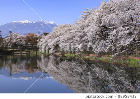 Sakura in Nagasaka Ushiike, Hokuto City Sakura in Nagasaka Ushiike, Hokuto City 88958432