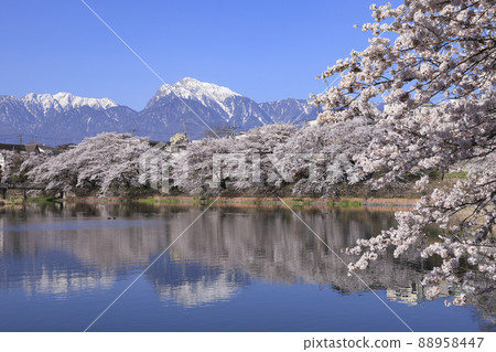 北斗市長坂牛池的櫻花 北斗市長坂牛池的櫻花 88958447