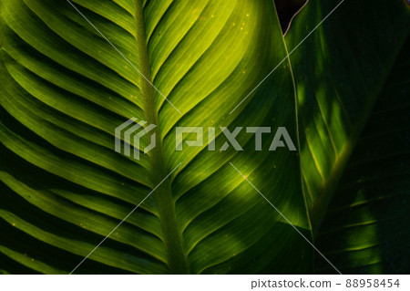 Green Leaf Texture background with light behind. Textured green leaf background with light behind. Green Leaf Texture background with light behind. Textured green leaf background with light behind. 88958454