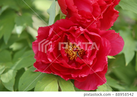 Arao City Miyazaki Brothers House Peony, 88958542