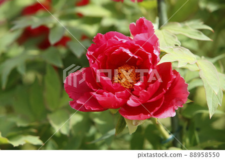 Arao City Miyazaki Brothers House Peony, 88958550